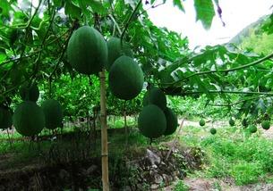 吊瓜可以怎么吃,多样吃法，尽享田园风味