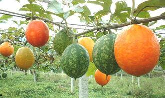 吊瓜可以怎么吃,多样吃法，尽享田园风味