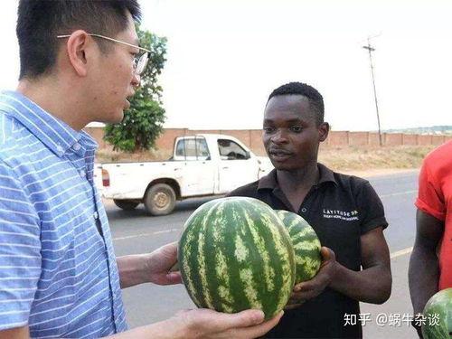 今日网友吃瓜现状,揭秘网络时代的“瓜田”盛况