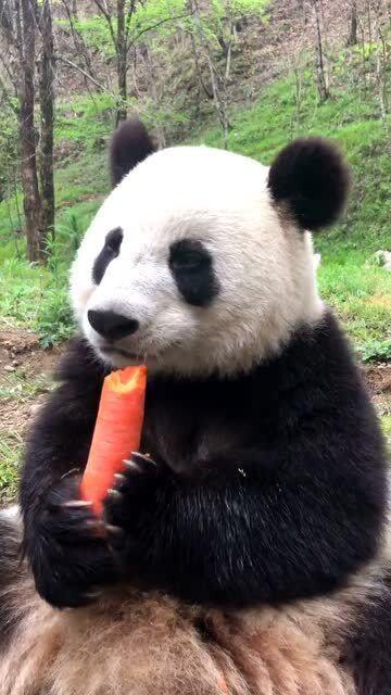 吃瓜小熊声音,小熊带你领略夏日清凉