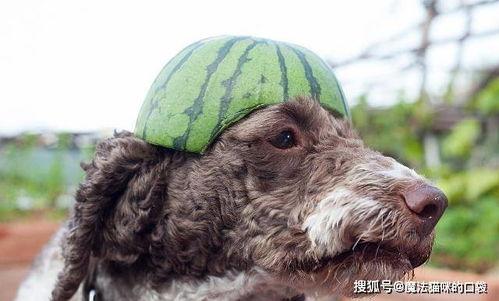 狗狗可以吃师瓜,揭秘师瓜的神奇魅力