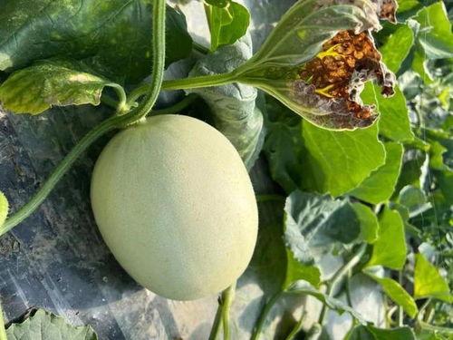 吃蜜不吃瓜的人,品味蜜糖，远离纷扰