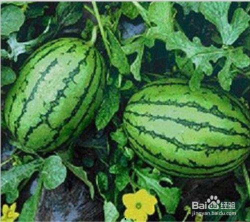 我要看吃瓜波煮生照片,一场视觉盛宴的幕后照片大公开