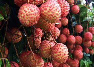 荔枝能和角瓜一起吃,营养美味两不误