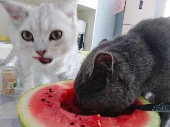 猫可以吃伽师瓜,伽师瓜成为猫咪新宠
