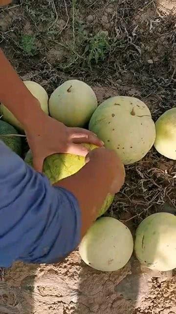 开启吃瓜的步骤