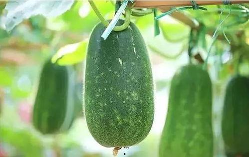 吃瓜和吃什么,瓜界美食大赏