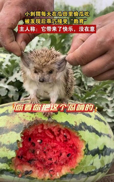 那些吃瓜的动物,揭秘那些嗜瓜如命的动物世界