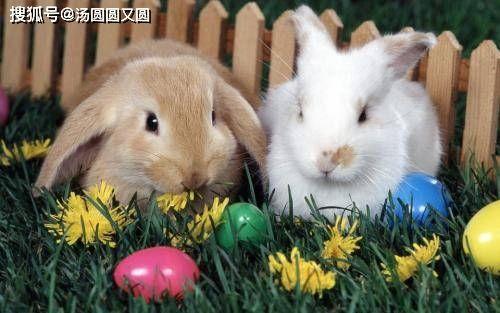 吃瓜兔二贝,揭秘娱乐圈背后的那些事儿