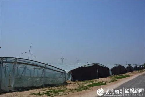 坡坡吃瓜,揭秘娱乐圈的甜蜜瓜田