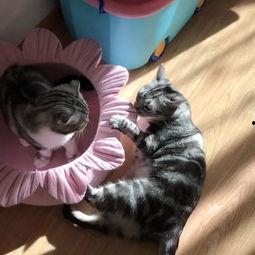 吃瓜的猫小叶,揭秘娱乐圈那些事儿