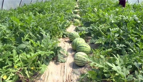 莱州最新吃瓜新闻,最新吃瓜新闻揭秘惊人内幕