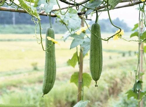 坐月子吃凉瓜,如何科学享用凉瓜养生
