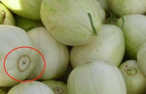 甜瓜小瓜怎么吃,解锁夏日清新美味