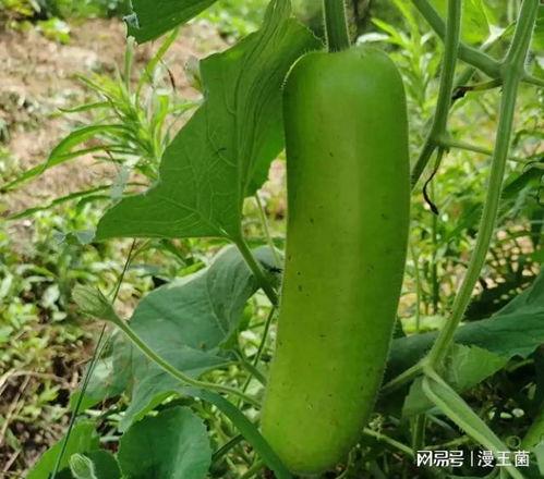 肝癌可以吃瓠子瓜吗,瓠子瓜的营养与益处