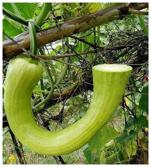 看瓜吃瓜是一个意思吗,揭秘网络流行语的深层含义