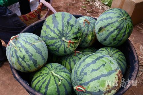 肖家沟吃瓜,一场别开生面的吃瓜盛宴