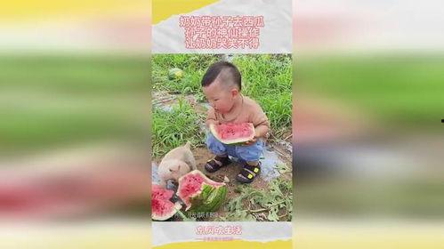 吃瓜奶奶带孙子,温馨日常里的欢乐时光
