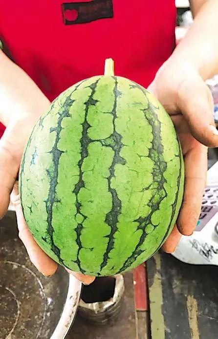 faye吃瓜青岛,探寻美食与文化的完美邂逅