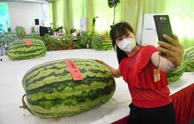 吃瓜群众kkv,揭秘娱乐圈幕后故事