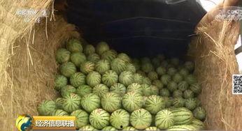 吃瓜群众在等大瓜,揭秘大瓜背后的故事