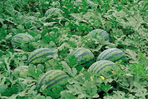 罗源吃瓜群,揭秘网络社交圈的趣味与争议