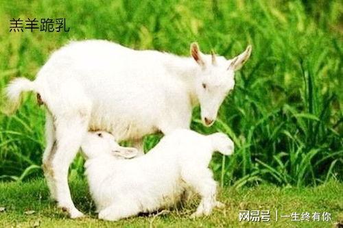 小羊口事件吃瓜,揭秘背后真相，吃瓜群众热议不已