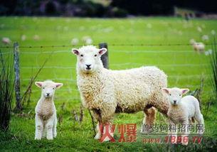 小羊口事件吃瓜,揭秘背后真相，吃瓜群众热议不已