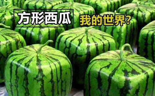 成都 mc 吃瓜,揭秘娱乐圈幕后故事