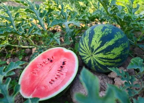 夏天免费吃瓜视频,一起畅享清凉视频时光