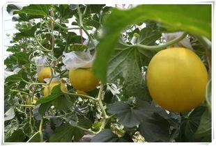 四川科技吃瓜,吃瓜群众眼中的创新盛宴