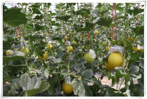 四川科技吃瓜,吃瓜群众眼中的创新盛宴