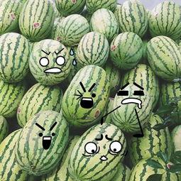 聪明吃瓜,揭秘娱乐圈背后的真相与智慧