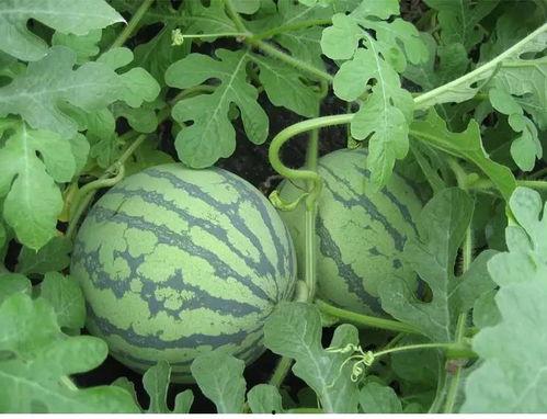 农妇上位手册吃瓜心