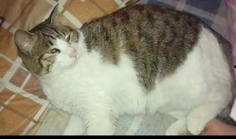 吃瓜群众搞笑猫猫,萌宠界的搞笑担当