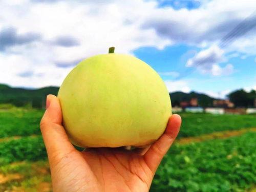 金清吃瓜,揭秘娱乐圈幕后故事