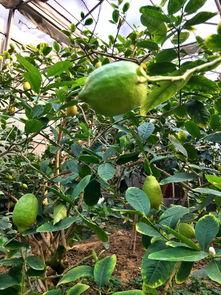 廊坊地区吃瓜,探寻地方特色美食之旅