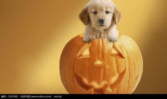 小狗可以吃酥瓜