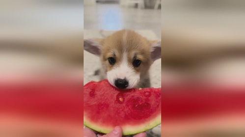 小狗可以吃酥瓜