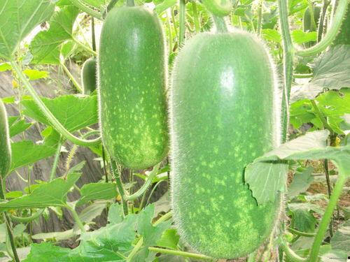 8555444吃瓜群,一场网络狂欢的幕后故事