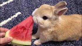 兔子会不会吃瓜,探究兔子饮食习惯的趣味揭秘