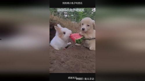 兔子会不会吃瓜,探究兔子饮食习惯的趣味揭秘