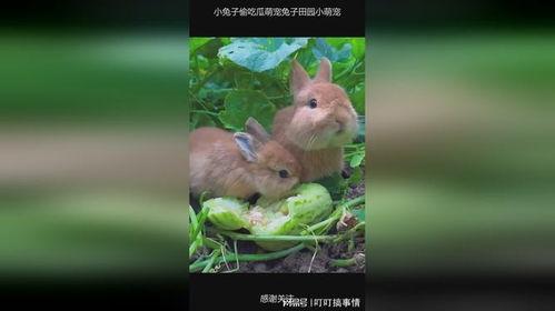 兔子会不会吃瓜,探究兔子饮食习惯的趣味揭秘