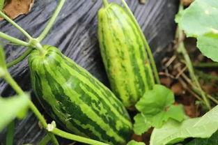 四川吃瓜吃瓜的意思,吃瓜吃瓜，竟有如此深意！