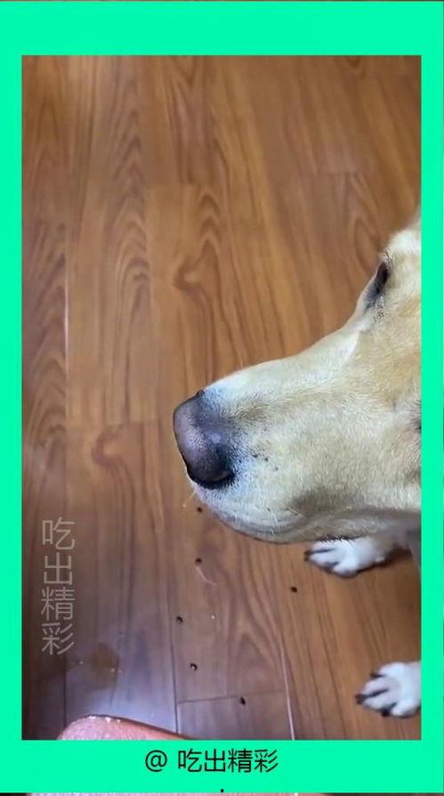 狗子与我免费吃瓜,共享免费瓜果的欢乐时光