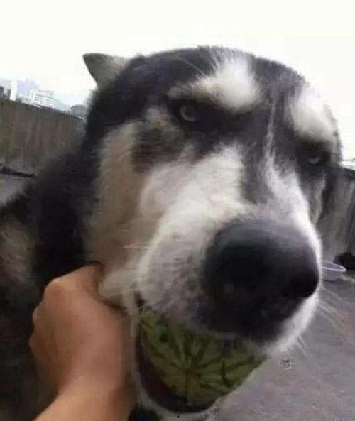 狗子与我免费吃瓜,共享免费瓜果的欢乐时光