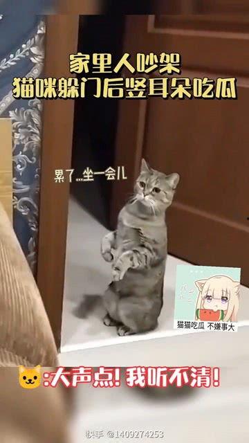 吃瓜人和猫视频