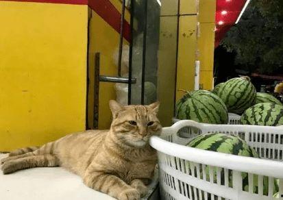 吃瓜人和猫视频