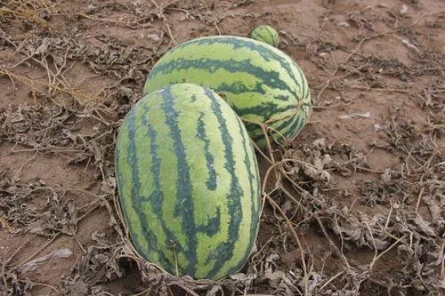 新兴镇吃瓜,瓜果飘香，品味乡村新生活