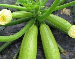 每天都在吃大瓜,揭秘娱乐圈新鲜事